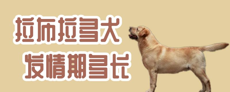 拉布拉多犬發情期多長