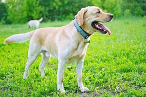 拉布拉多犬发情几天