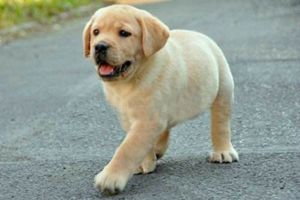 怎么让拉布拉多去厕所