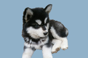 阿拉斯加眼屎怎么办