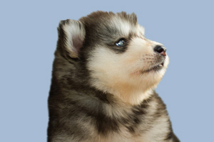 阿拉斯加毛色变浅怎么办