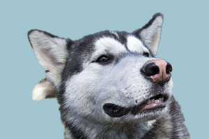 阿拉斯加缺钙吃什么