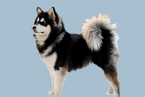 阿拉斯加犬可以吃什么