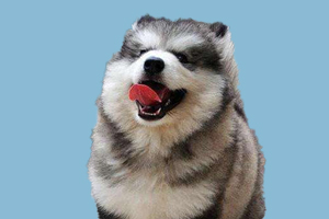 阿拉斯加毛色变淡怎么办