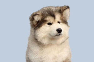 阿拉斯加犬眼屎多怎么办