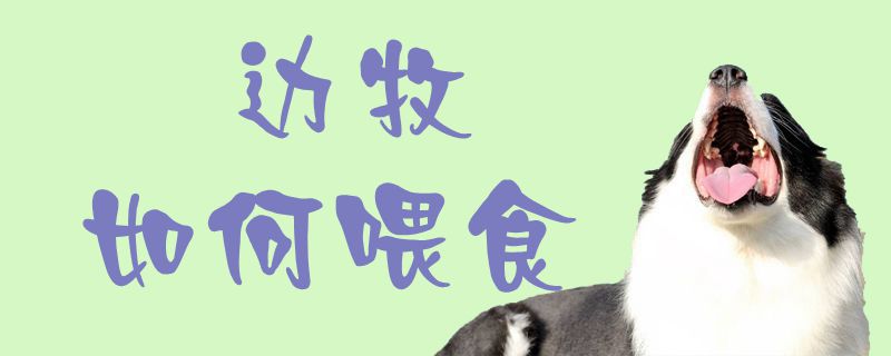 边牧如何喂食1