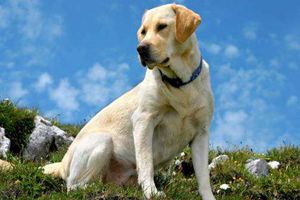 拉布拉多犬发情期持续多久