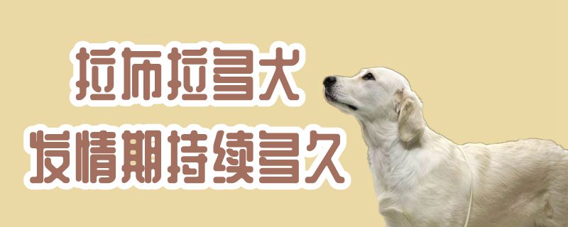 拉布拉多犬發情期持續多久