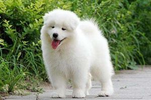 萨摩耶幼犬什么时候换牙