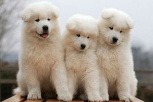 怎么教萨摩耶大小便