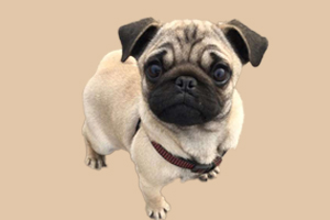 八哥犬发情期多久