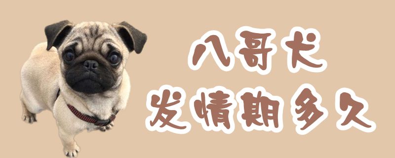 八哥犬發情期多久