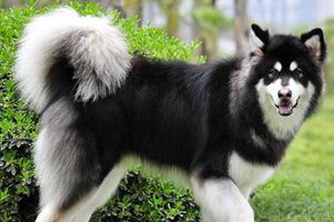 阿拉斯加犬挑食怎么办