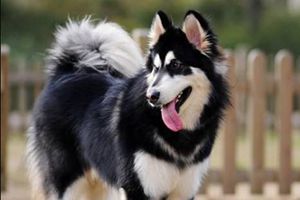 阿拉斯加喂什么毛色好