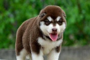 阿拉斯加缺钙的症状是什么