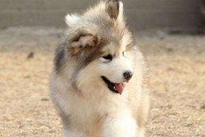 阿拉斯加缺钙怎么办