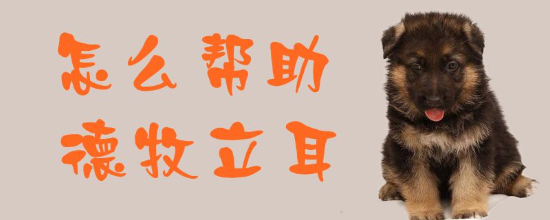 怎么帮助德牧立耳1