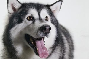 阿拉斯加喂什么长得胖