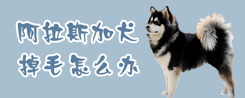 阿拉斯加犬掉毛怎么办