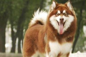 阿拉斯加喂什么毛色好看