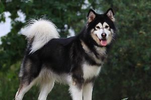 怎么给阿拉斯加补钙