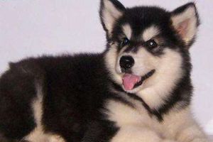 阿拉斯加毛量少怎么办