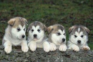 阿拉斯加不喝水怎么办