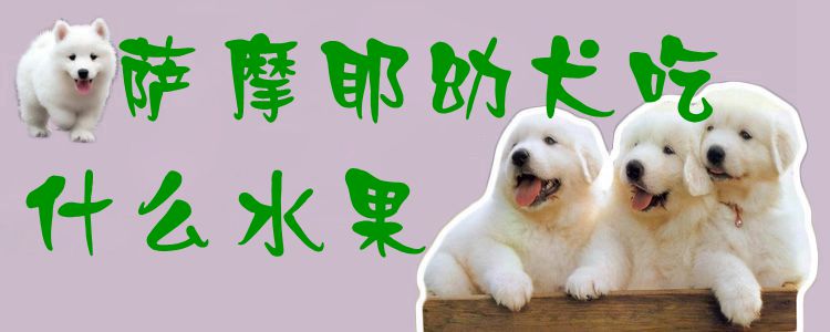 萨摩耶幼犬吃什么水果1