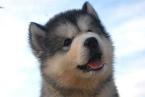 阿拉斯加体臭怎么治疗