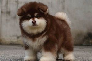 阿拉斯加口臭怎么办