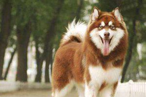 阿拉斯加犬口水多怎么办