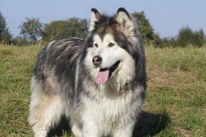 阿拉斯加挑食解决办法有哪些