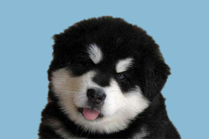 阿拉斯加换毛要换多久