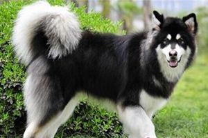 阿拉斯加犬不能吃什么食物