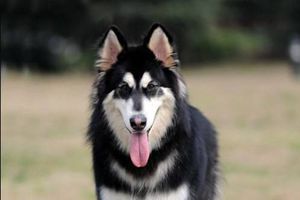 阿拉斯加犬什么时候配种