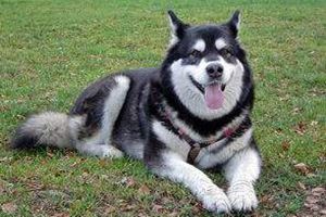 阿拉斯加发情怎么配种