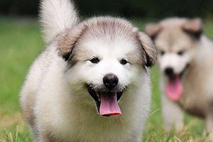 阿拉斯加犬换毛换多久