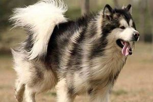 阿拉斯加狗不能吃什么