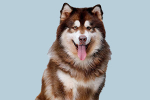 阿拉斯加发情怎么安抚