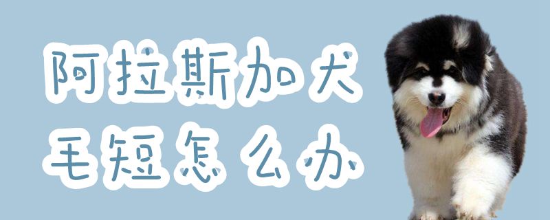 阿拉斯加犬毛短怎么办