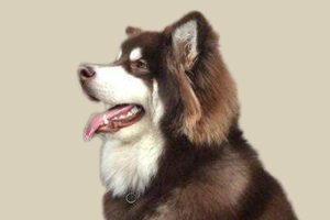 阿拉斯加犬发情症状有哪些