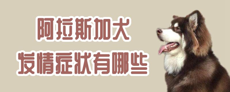 阿拉斯加犬發情症狀有哪些