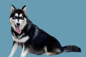 阿拉斯加犬发情怎么办