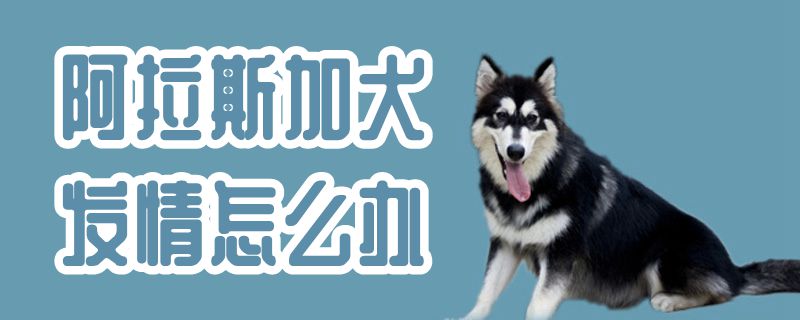 阿拉斯加犬發情怎麼辦