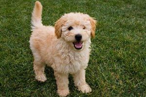 贵宾眼屎怎么清洁