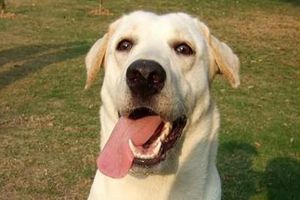 拉布拉多喂什么毛好