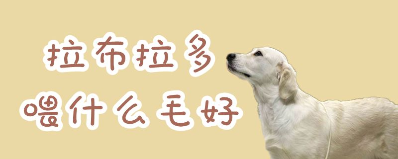 拉布拉多喂什么毛好