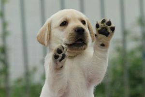 拉布拉多幼犬怎么看几个月