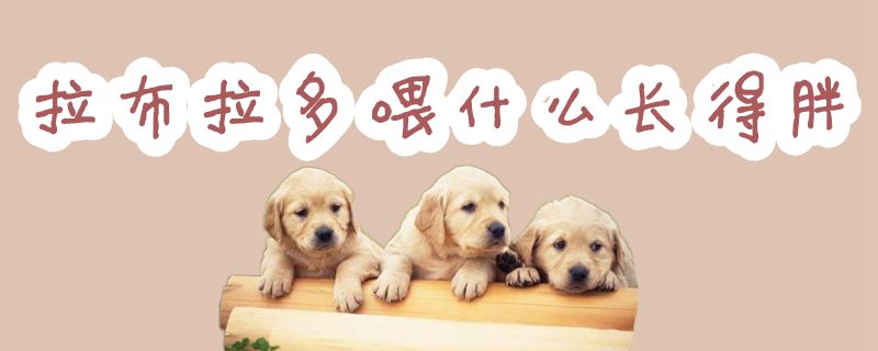 拉布拉多喂什么长得胖