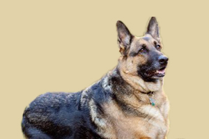 德牧挑食怎么办